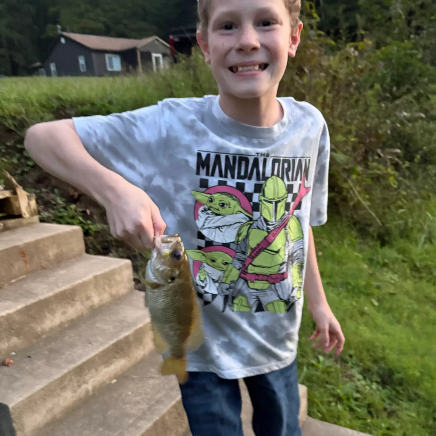 Yellow perch caught on Fishbrain