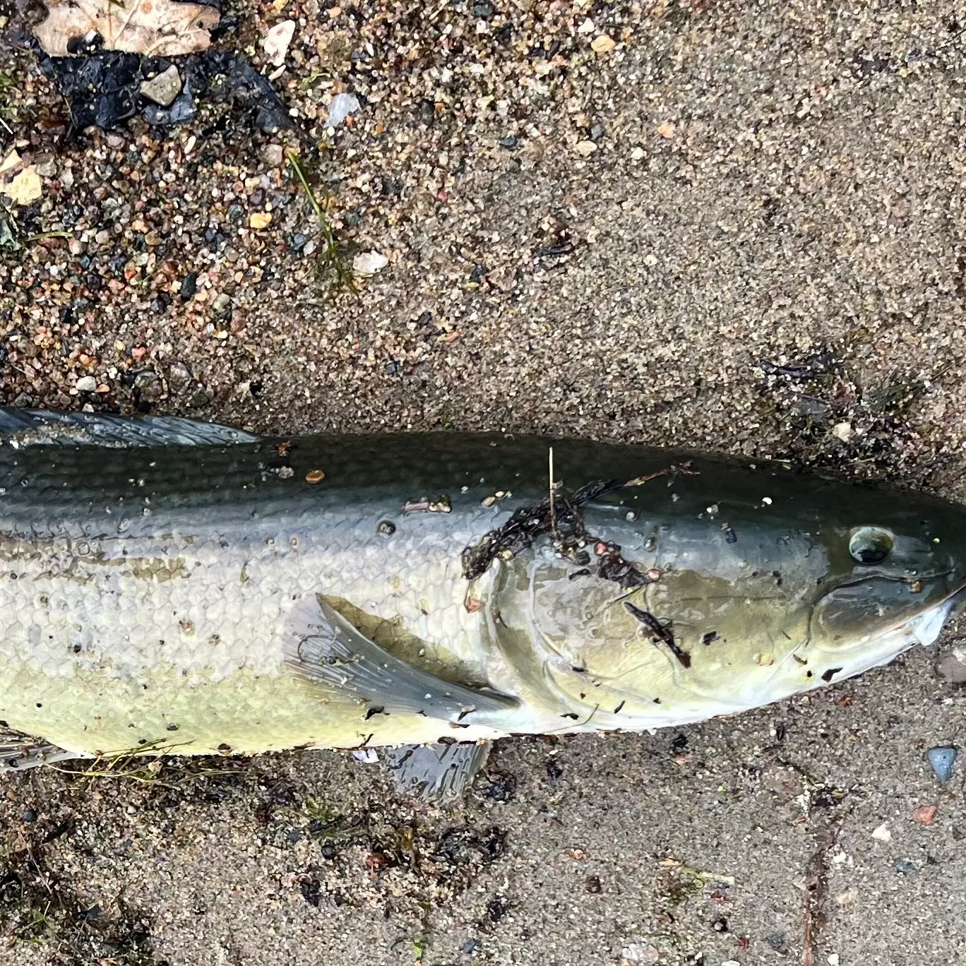 Eyetail bowfin caught on Fishbrain