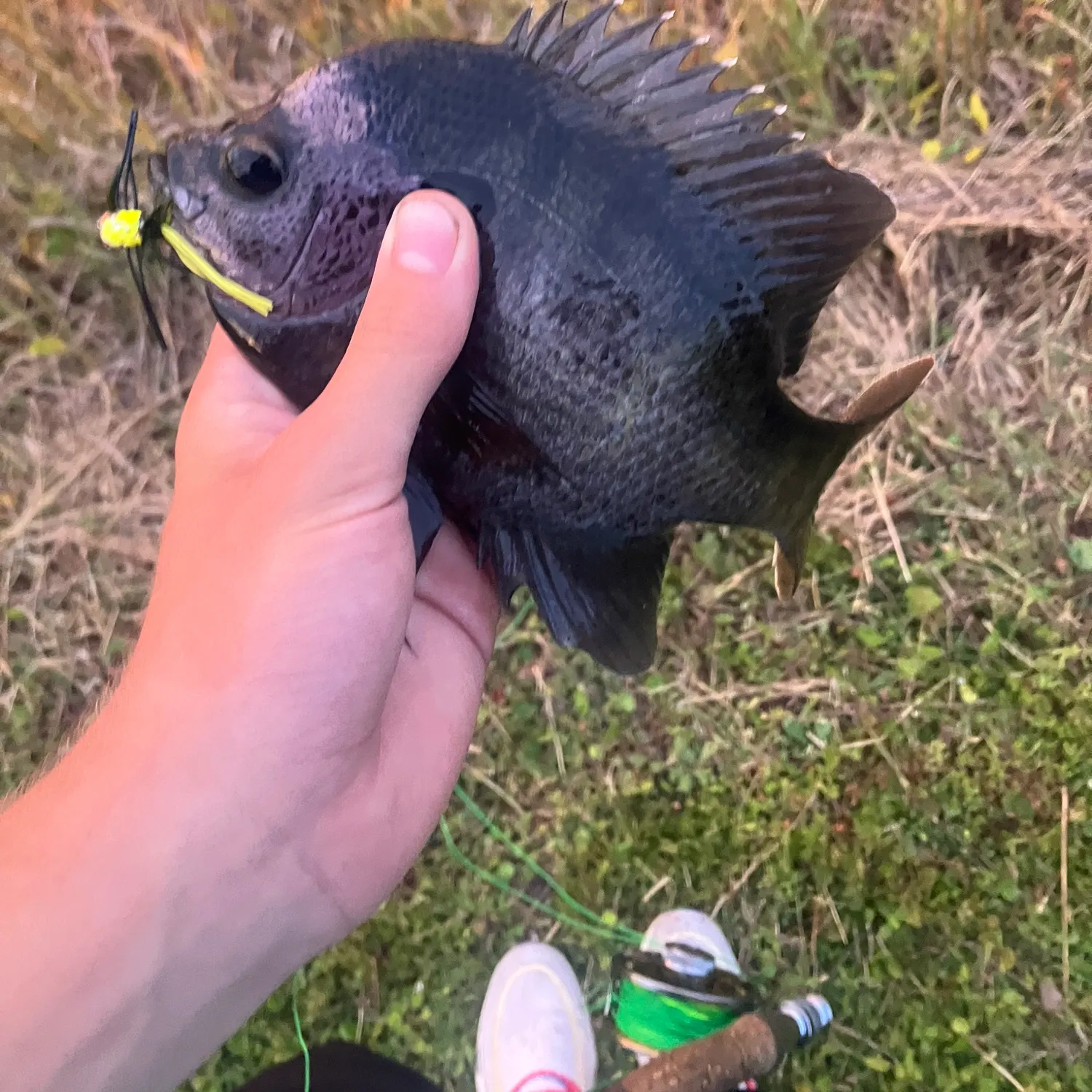 The most recent Coppernose bluegill catches on Fishbrain