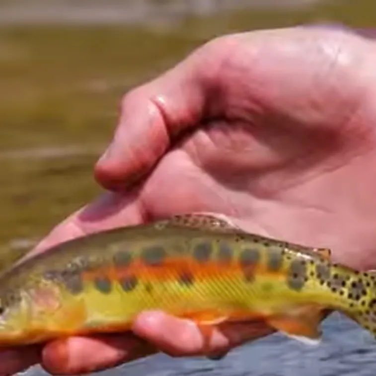 The most recent Golden trout catches on Fishbrain
