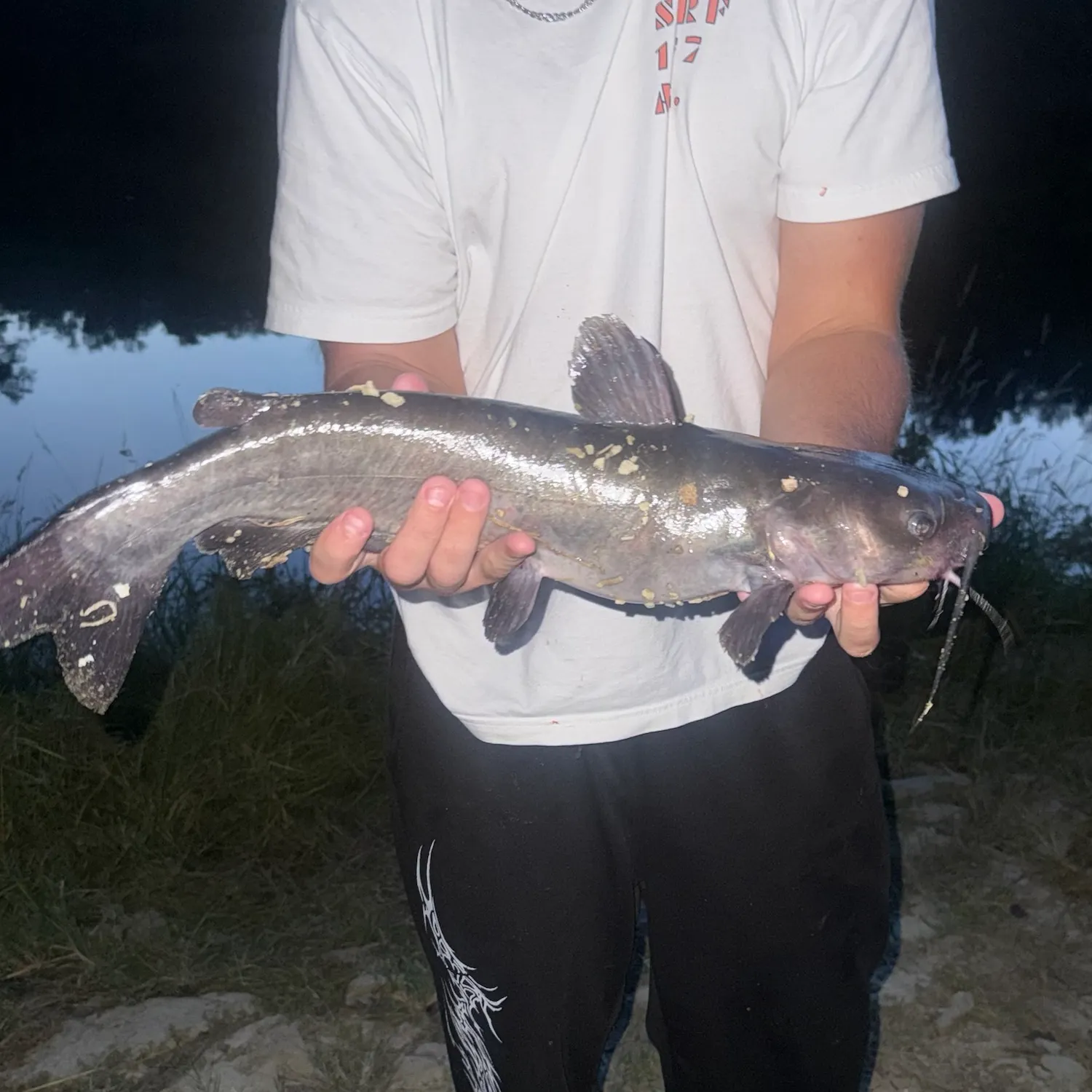 Channel catfish caught on Fishbrain