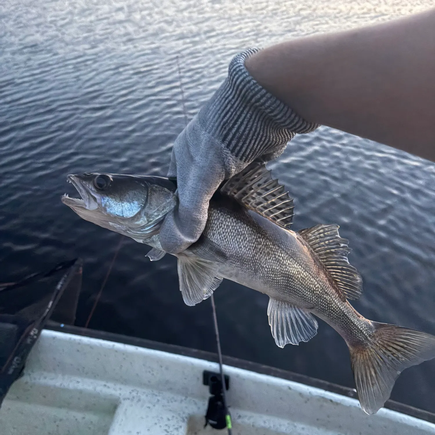 The most recent Zander catches on Fishbrain