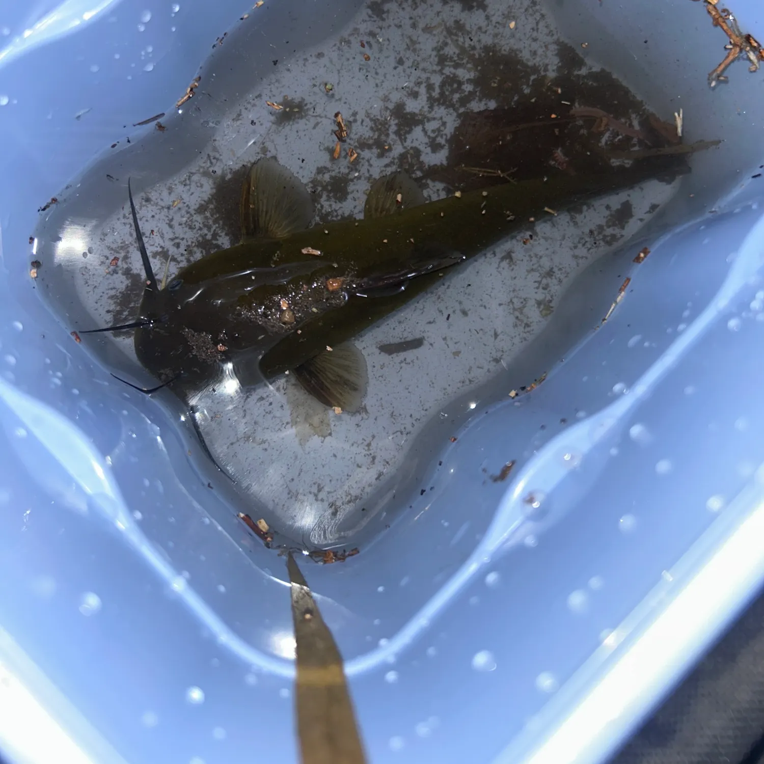 Channel catfish caught on Fishbrain