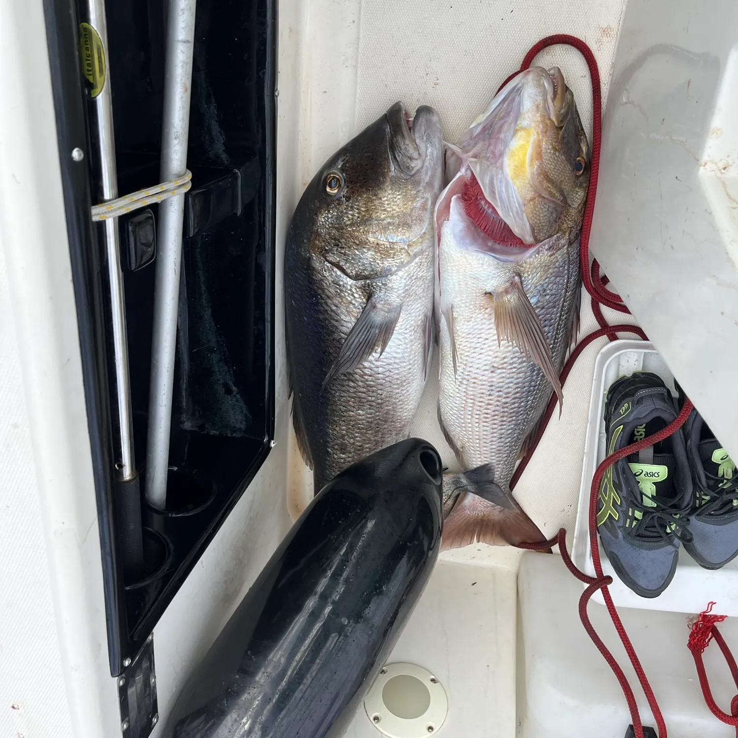 The most recent Common dentex catches on Fishbrain