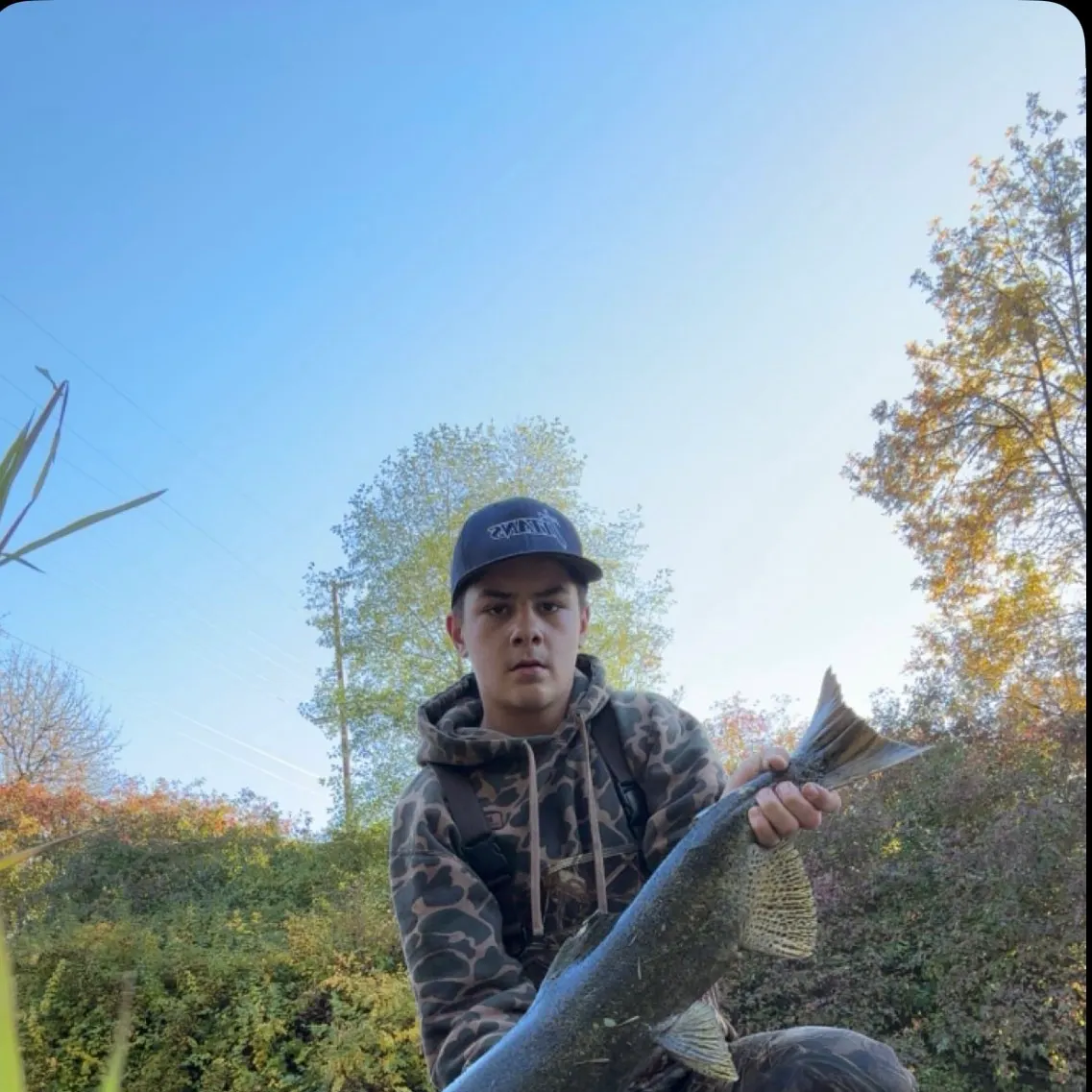 Chinook salmon caught on Fishbrain