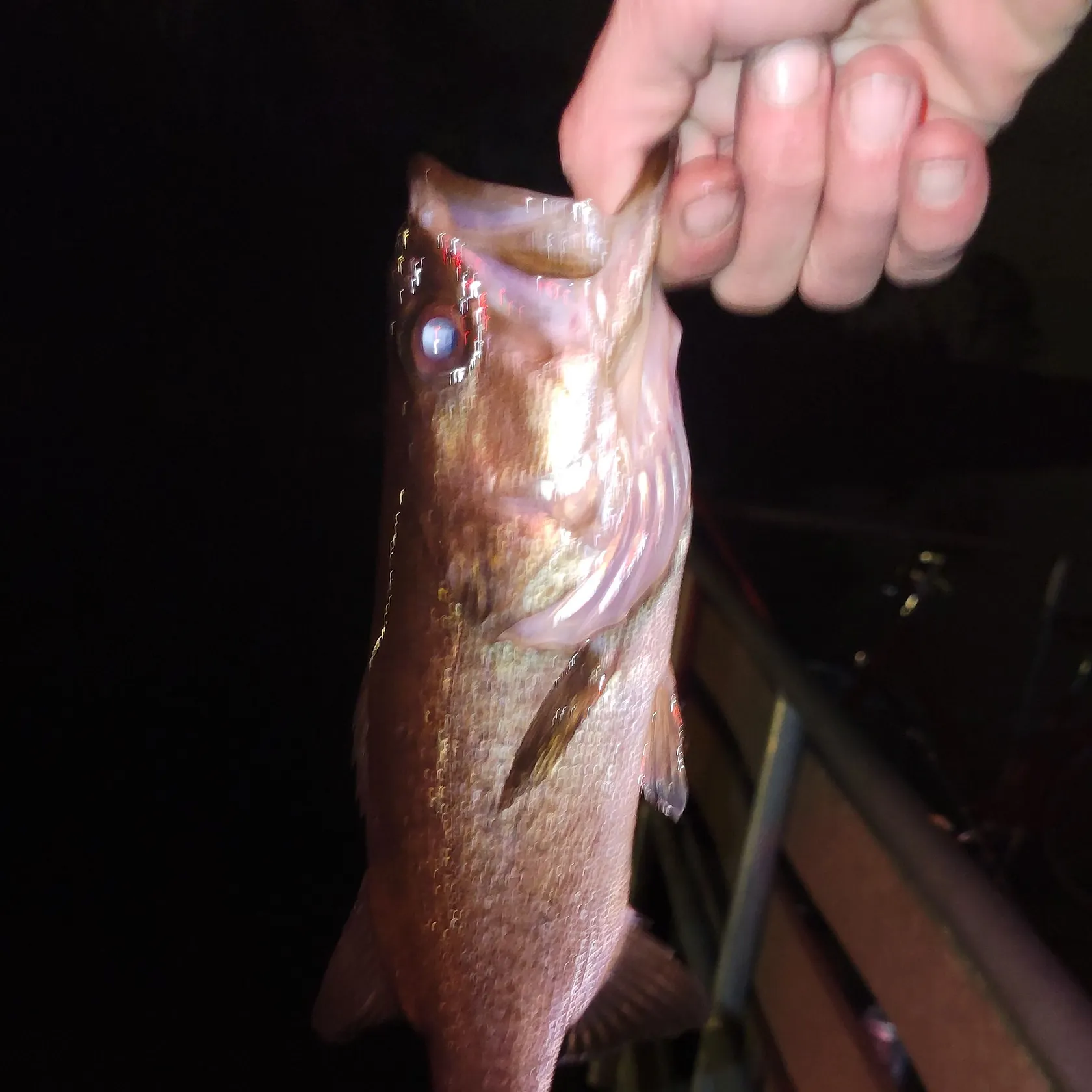 The most recent Largemouth bass catches on Fishbrain