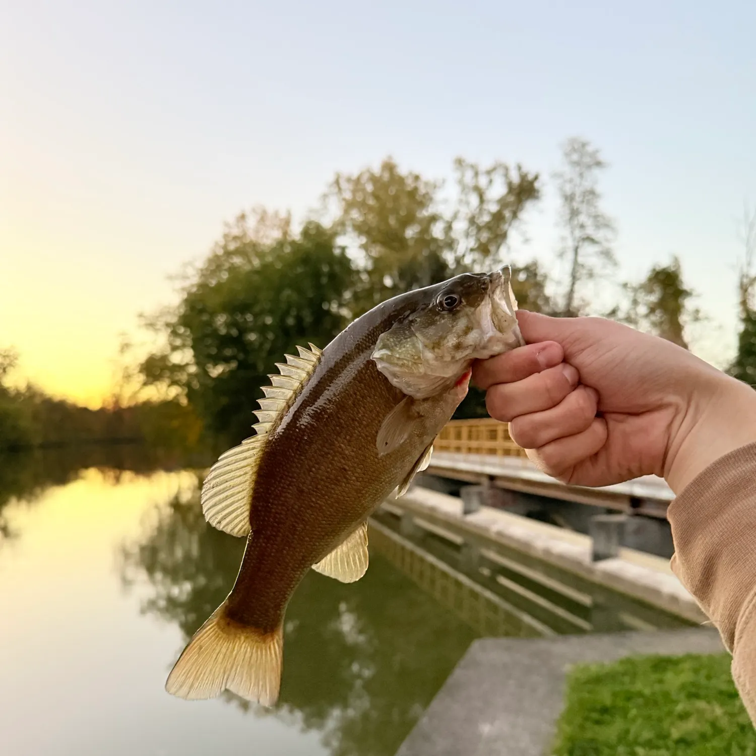 Smallmouth bass caught on Fishbrain