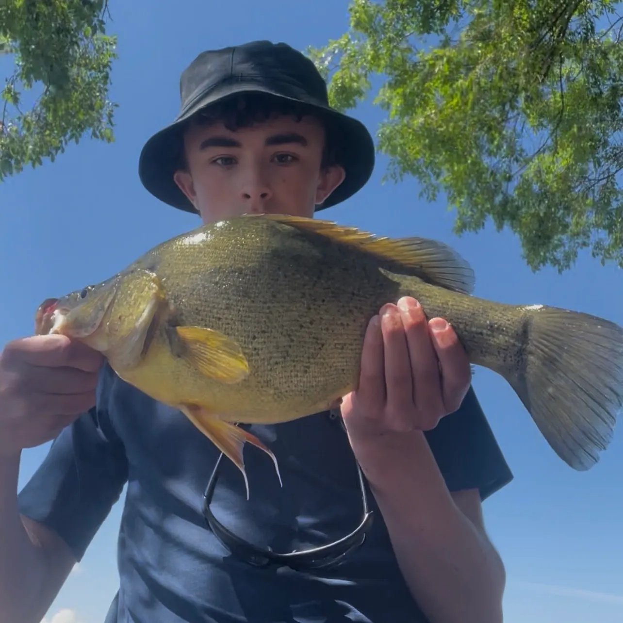 Golden perch caught on Fishbrain