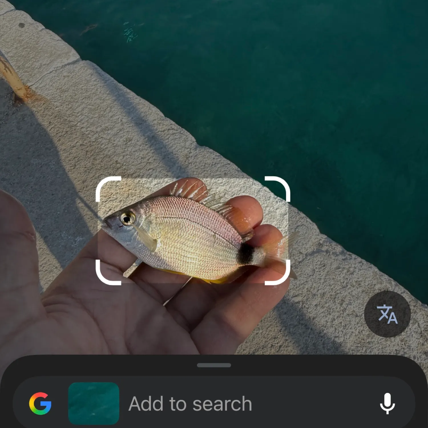 recently logged catches