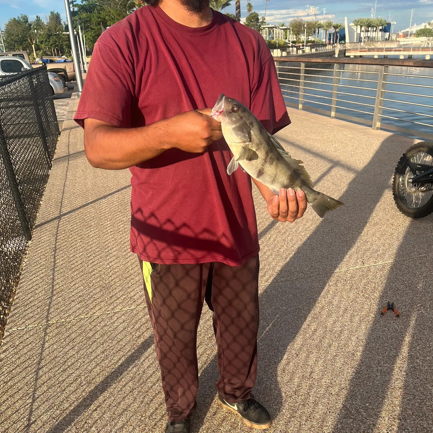 Barred sand bass caught on Fishbrain