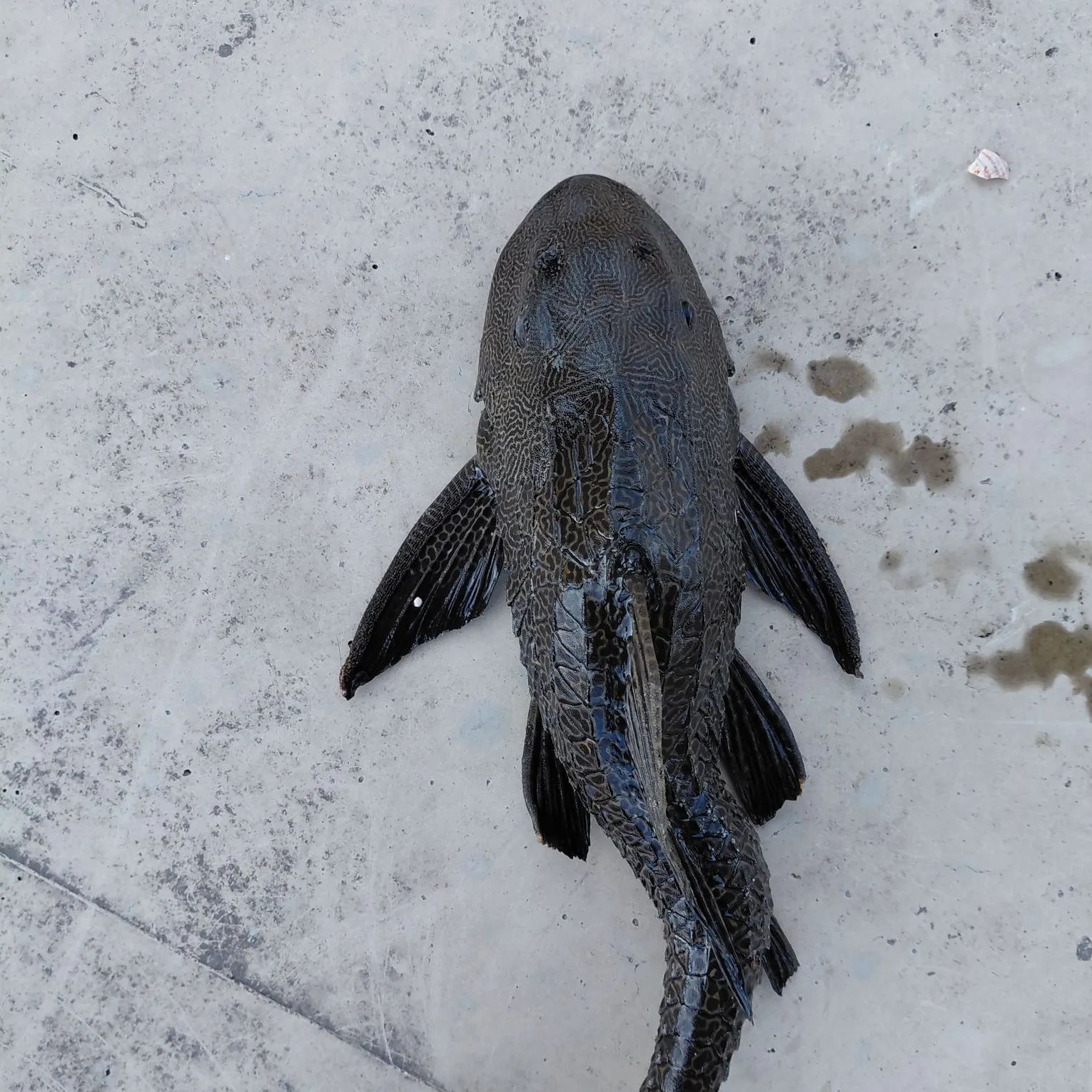 The most recent Suckermouth catfish catches on Fishbrain