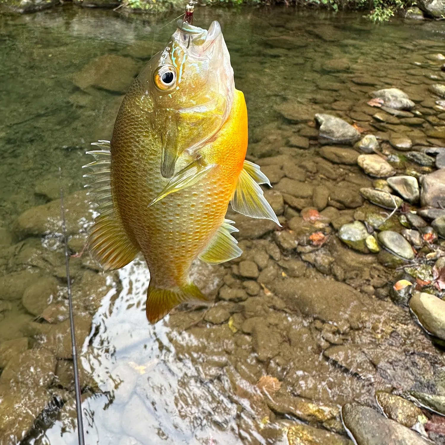 Redbreast sunfish caught on Fishbrain