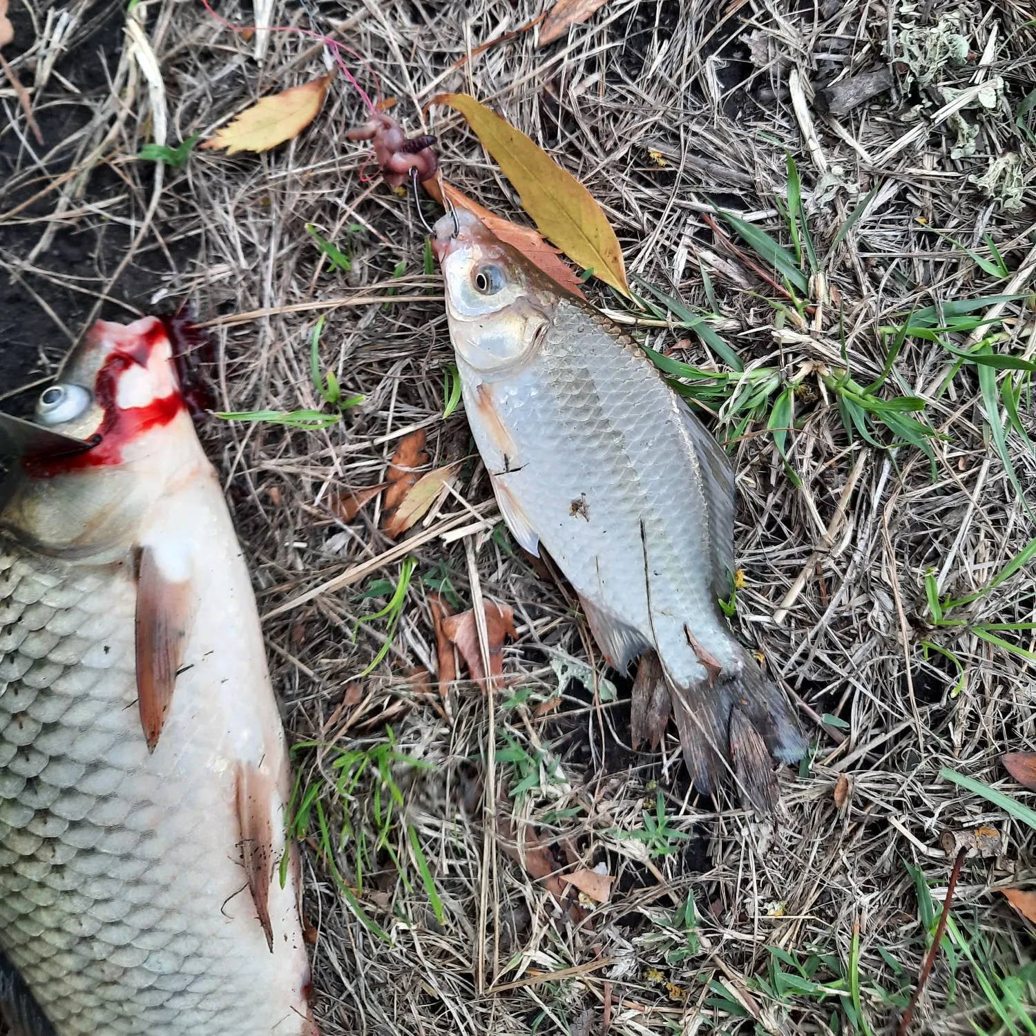 The most recent Prussian carp catches on Fishbrain