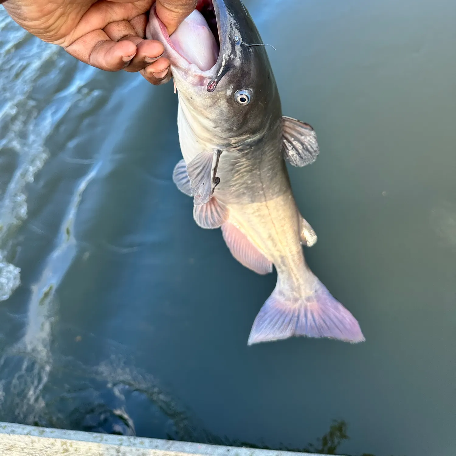 Channel catfish caught on Fishbrain
