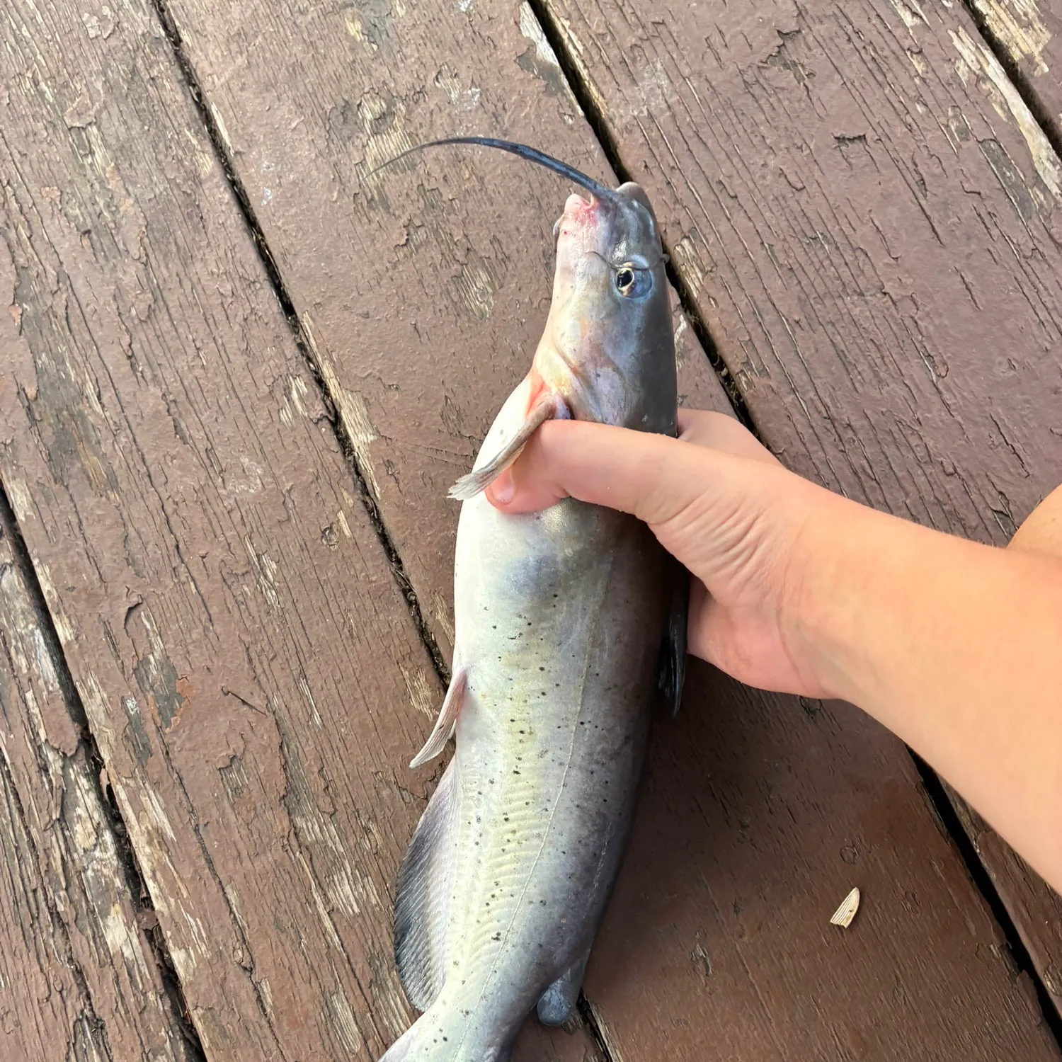 Channel catfish caught on Fishbrain