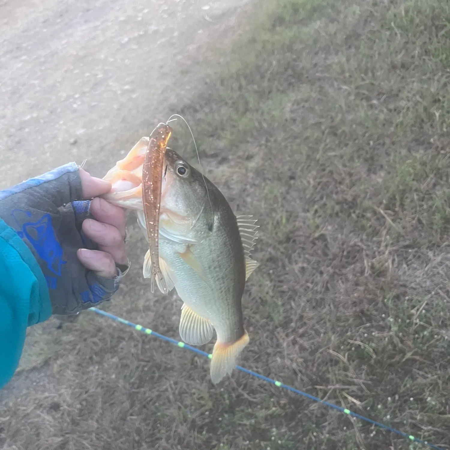 Largemouth bass caught on Fishbrain