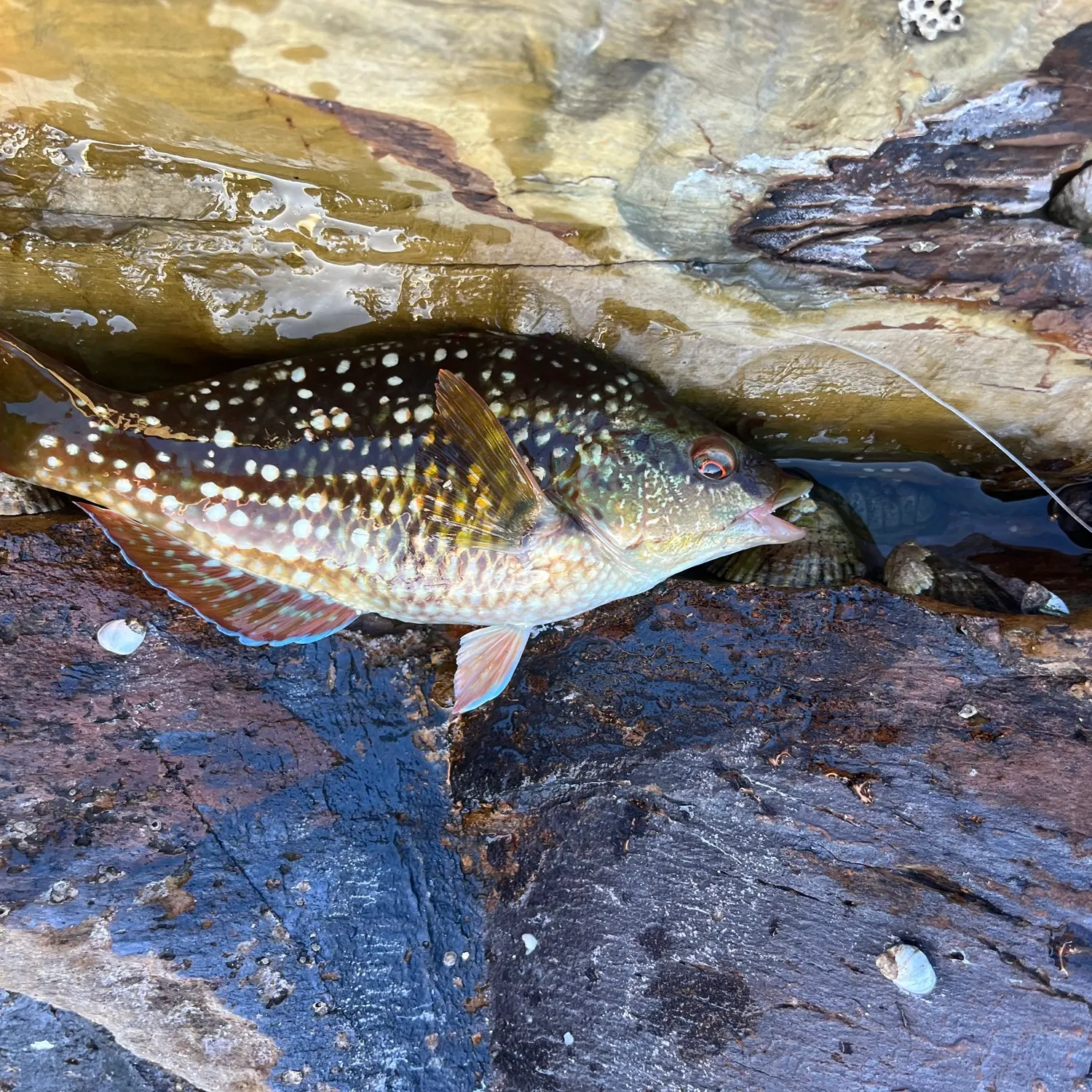 The most recent Crimsonbanded wrasse catches on Fishbrain