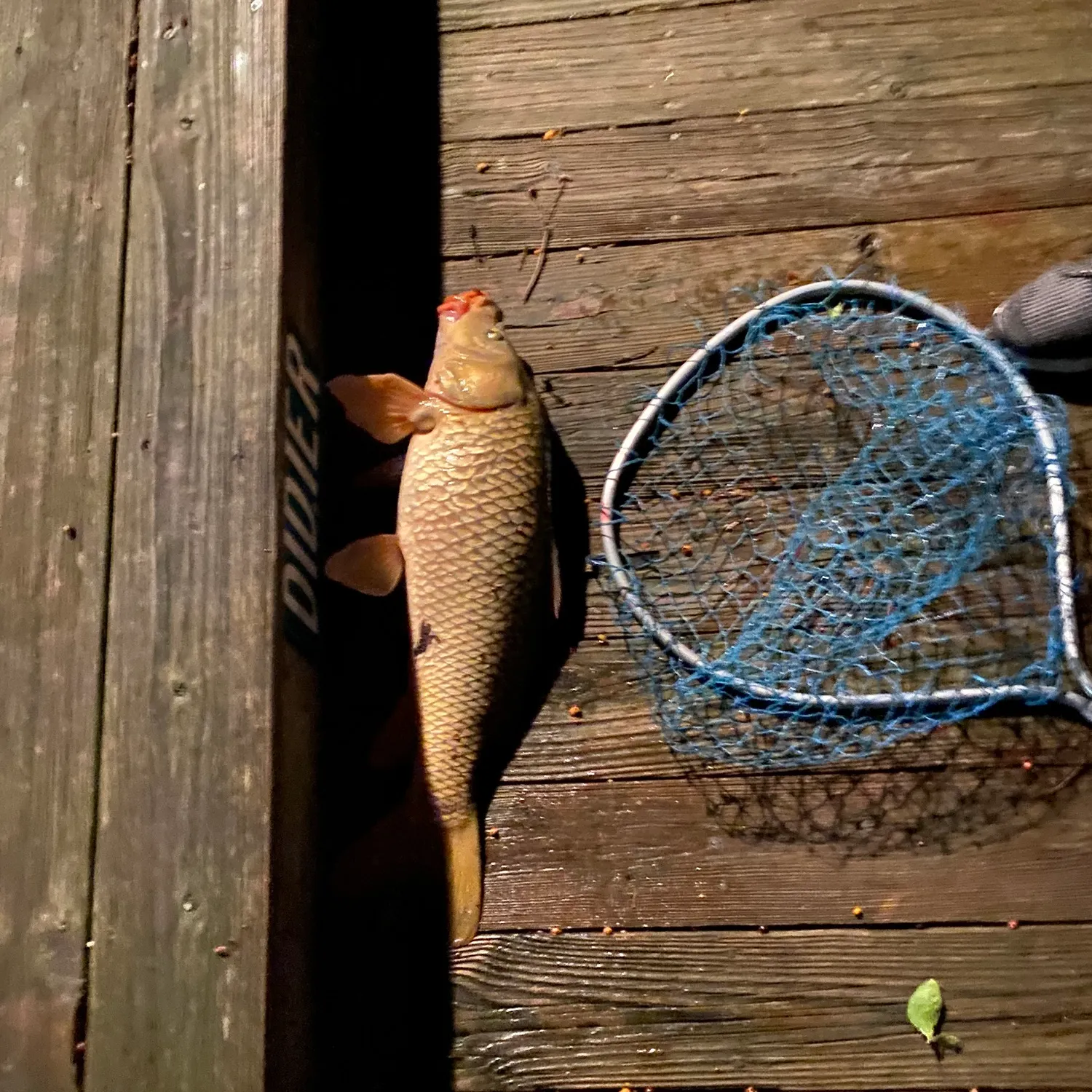 Common carp caught on Fishbrain