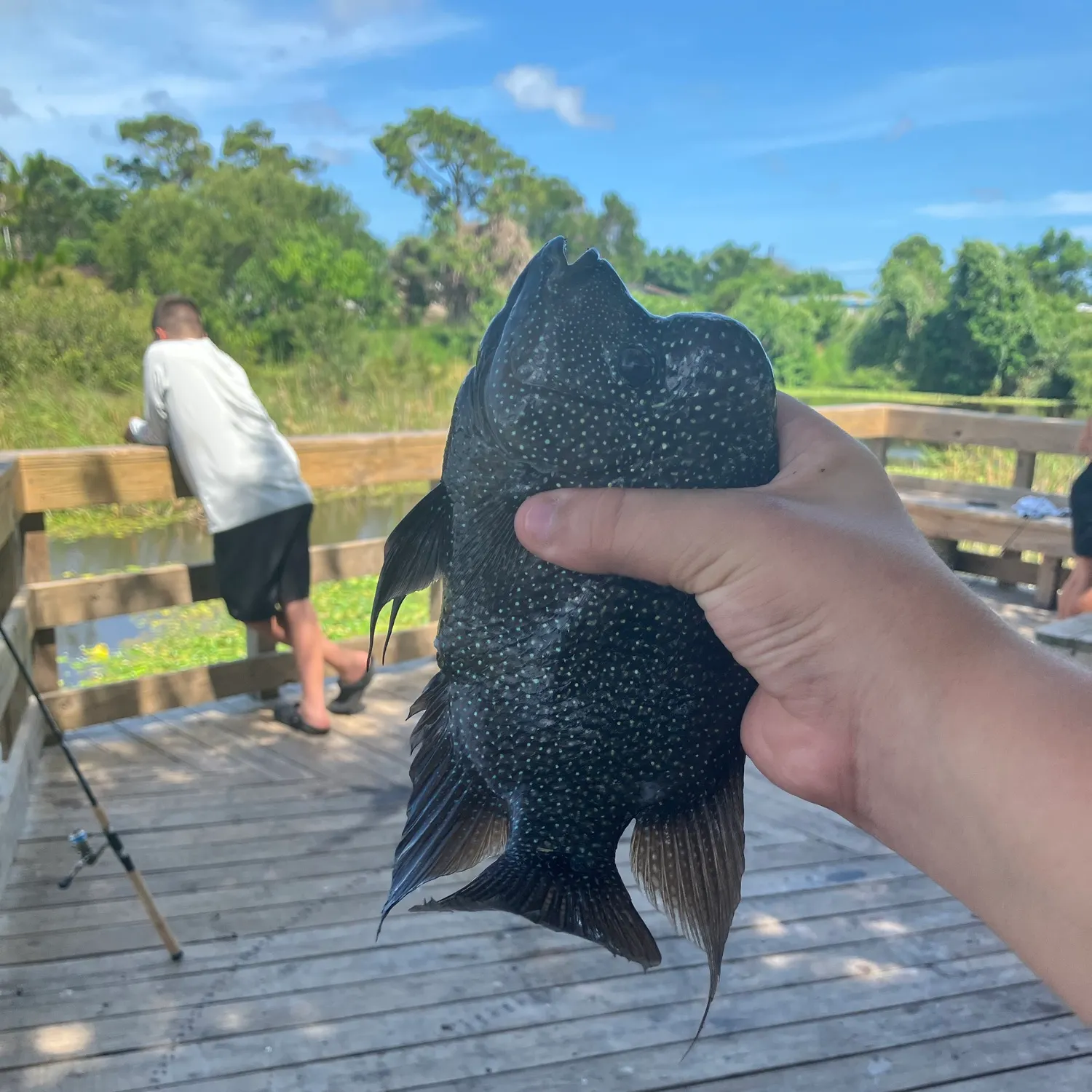 The most recent Rio Grande cichlid catches on Fishbrain