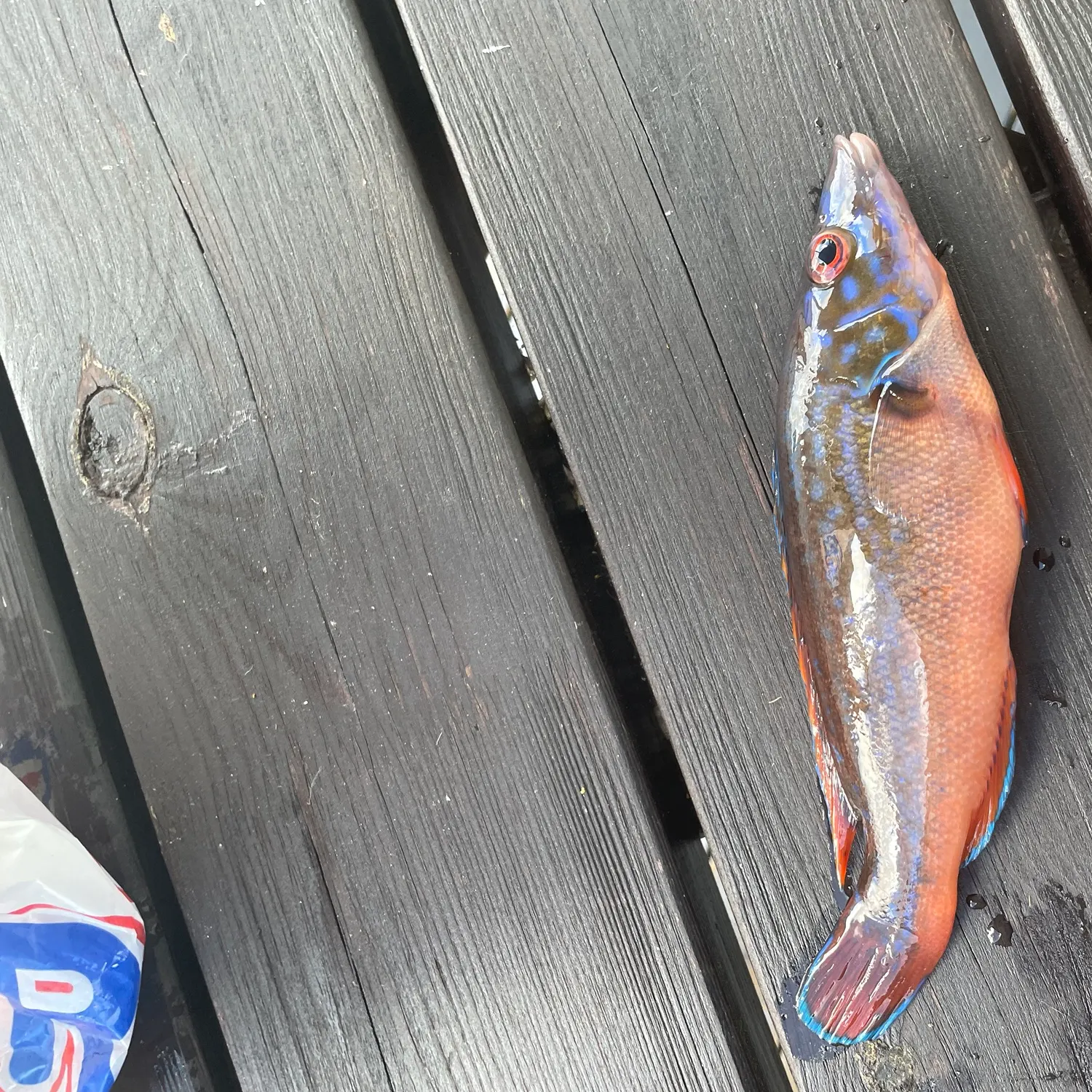Ballan wrasse caught on Fishbrain