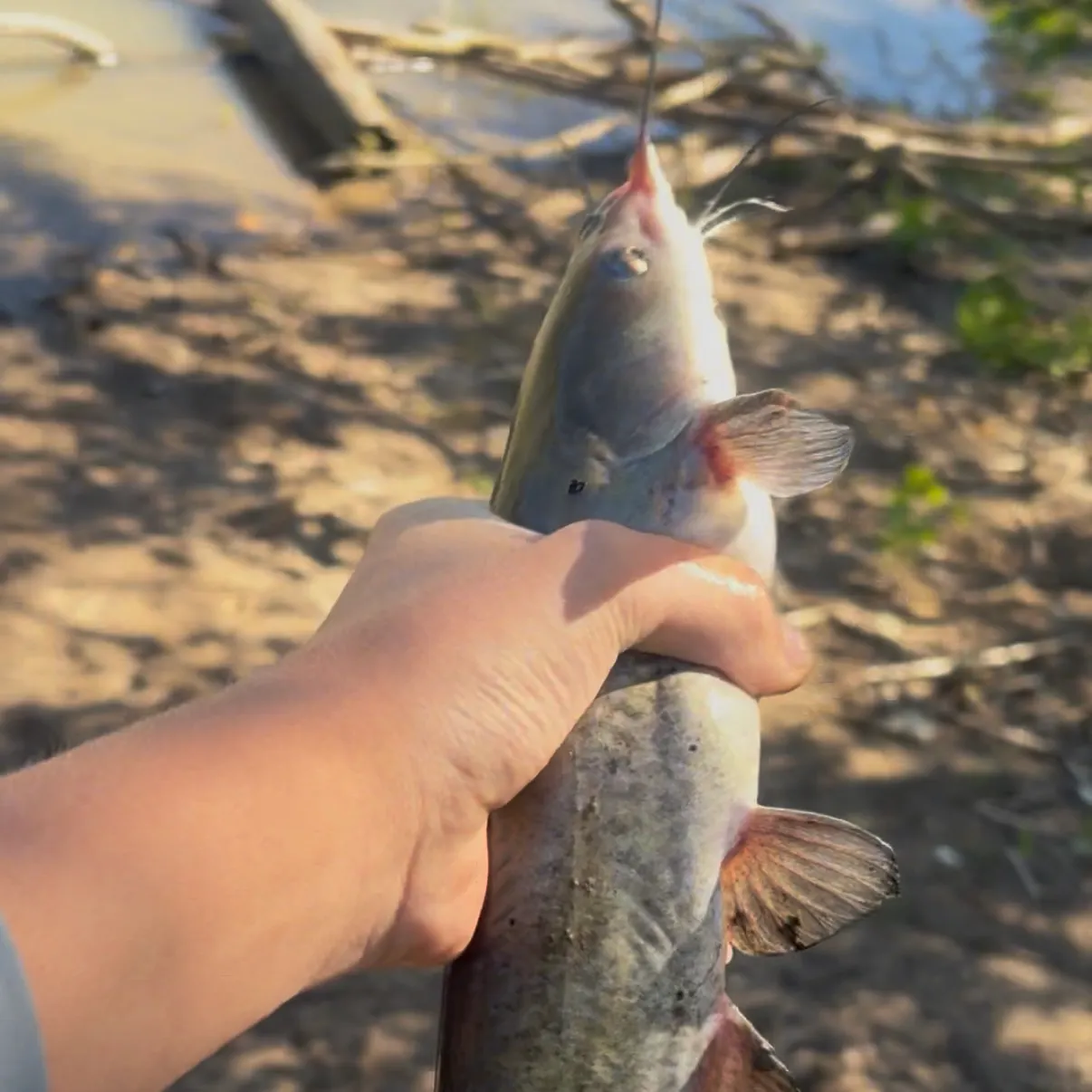 Channel catfish caught on Fishbrain