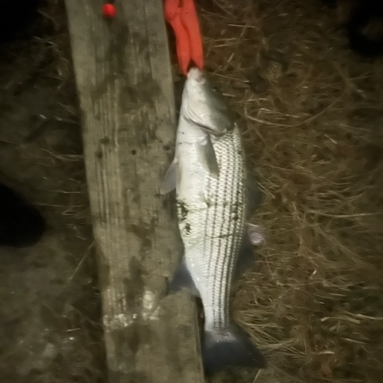 The most recent Striped bass catches on Fishbrain
