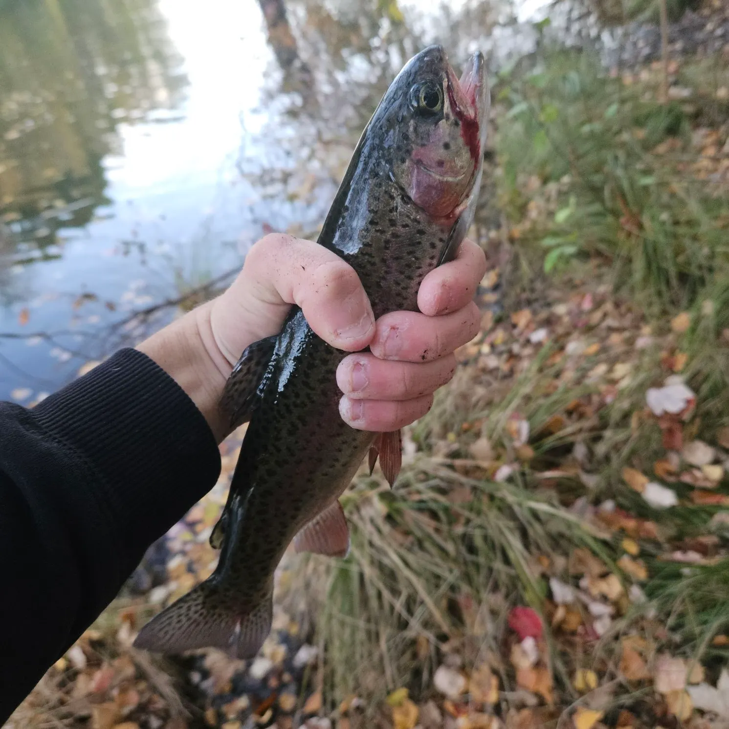 Rainbow trout caught on Fishbrain