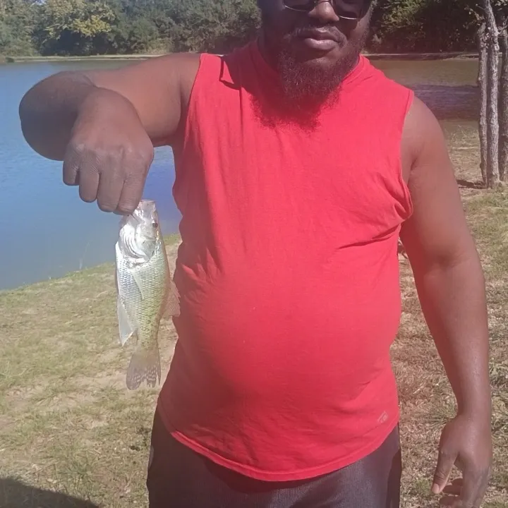 White crappie caught on Fishbrain