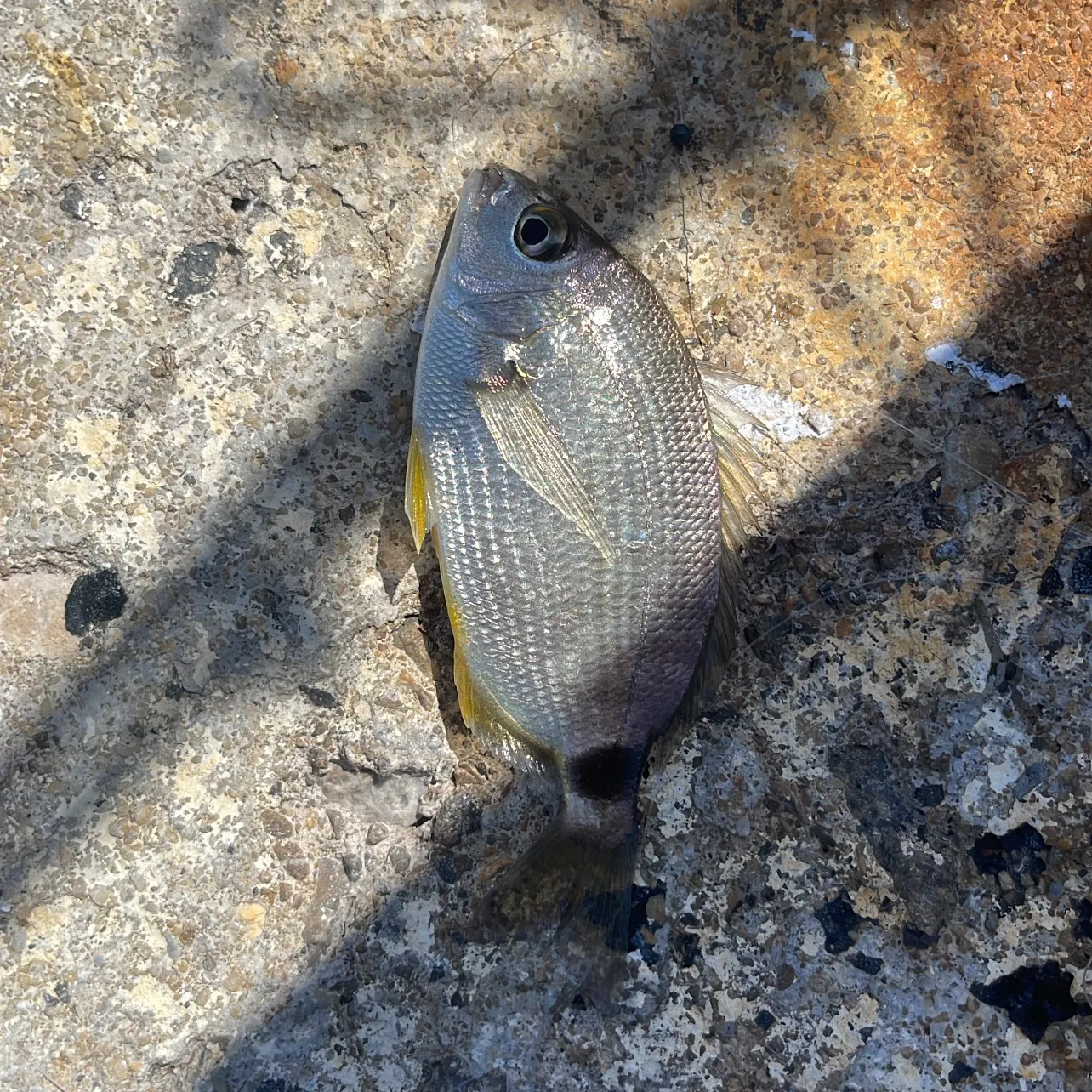 White seabream caught on Fishbrain