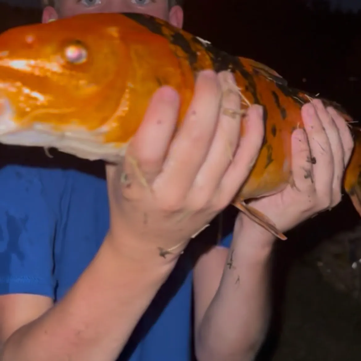 Koi carp caught on Fishbrain