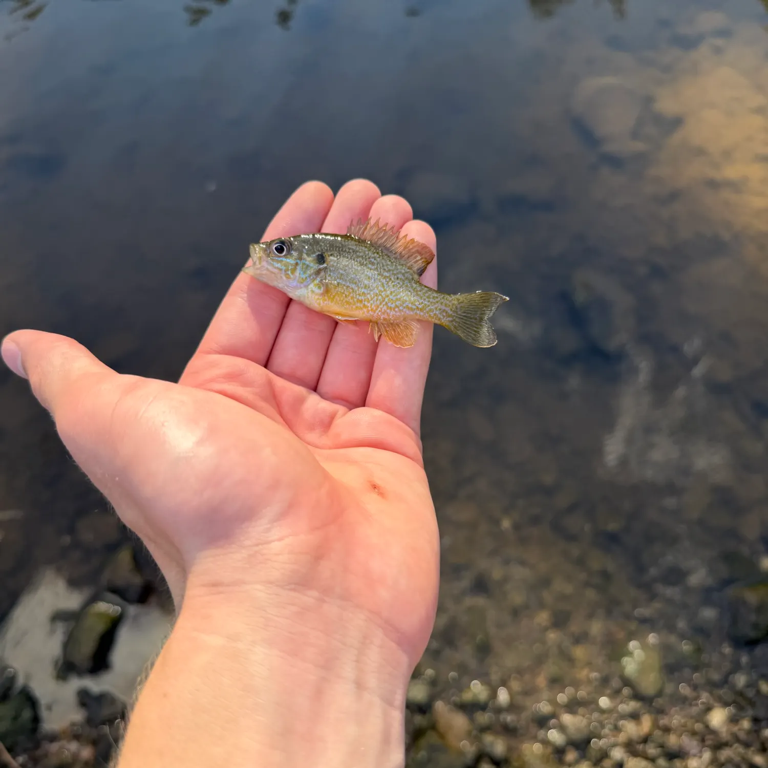 Green sunfish caught on Fishbrain