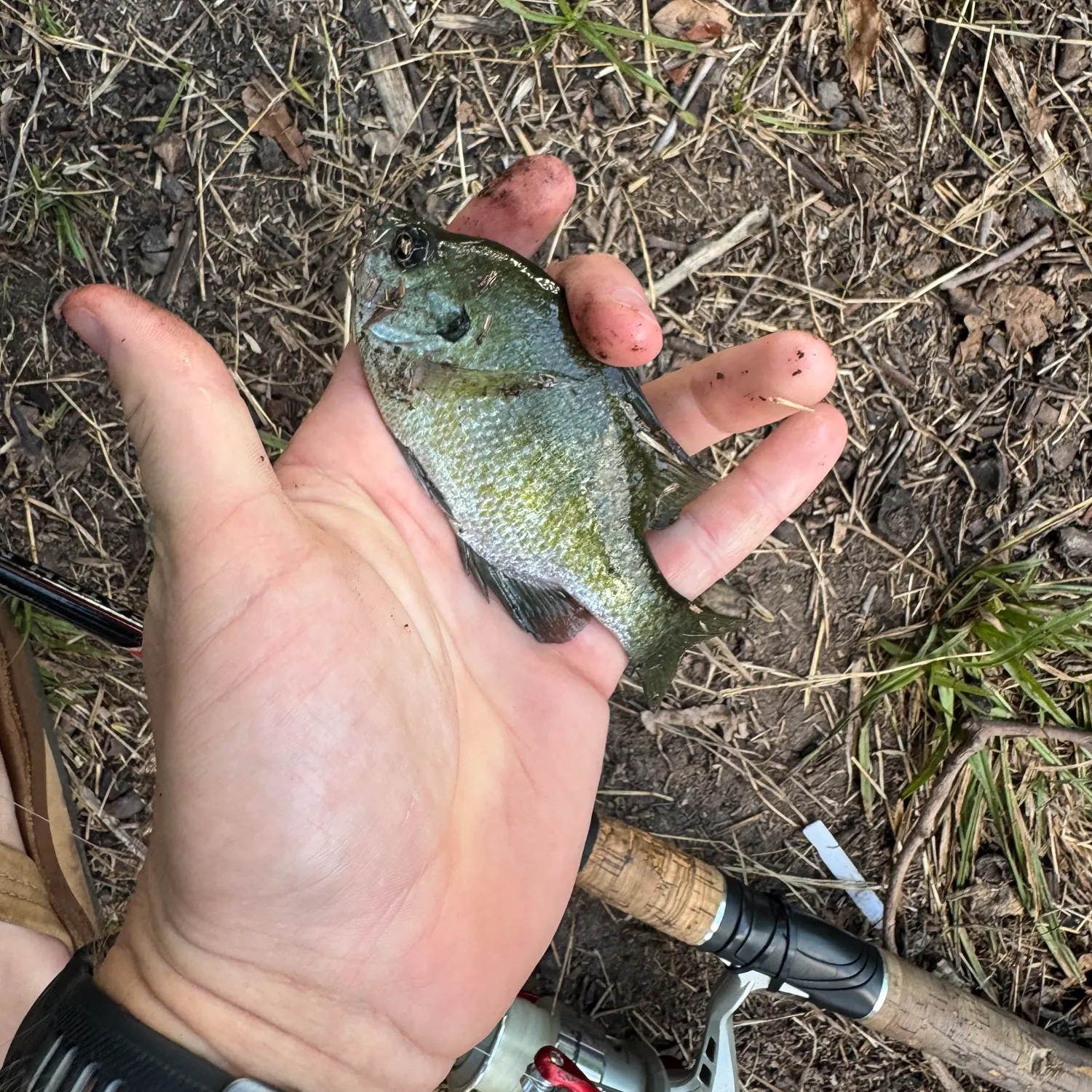 Bluegill caught on Fishbrain