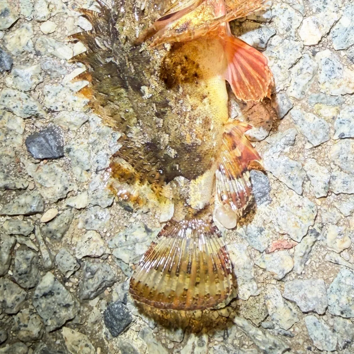 The most recent Black scorpionfish catches on Fishbrain
