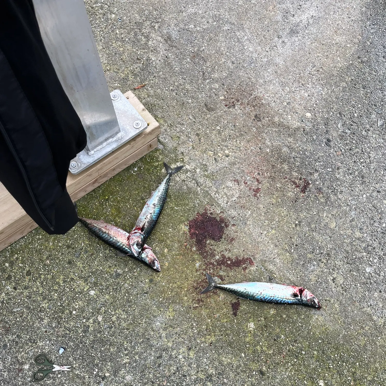 Atlantic mackerel caught on Fishbrain