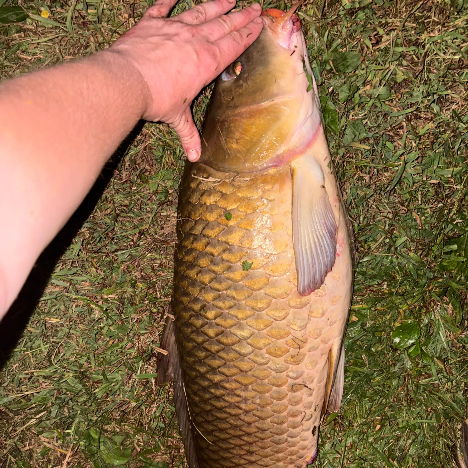 Common carp caught on Fishbrain