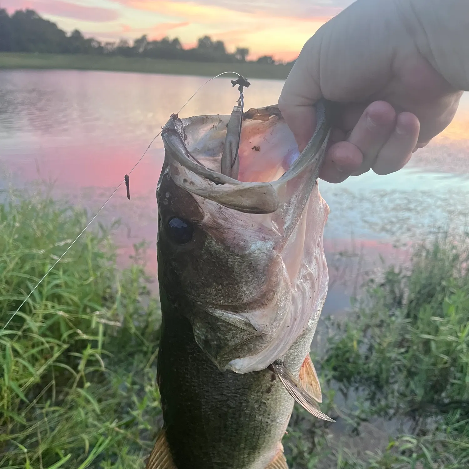 Largemouth bass caught on Fishbrain