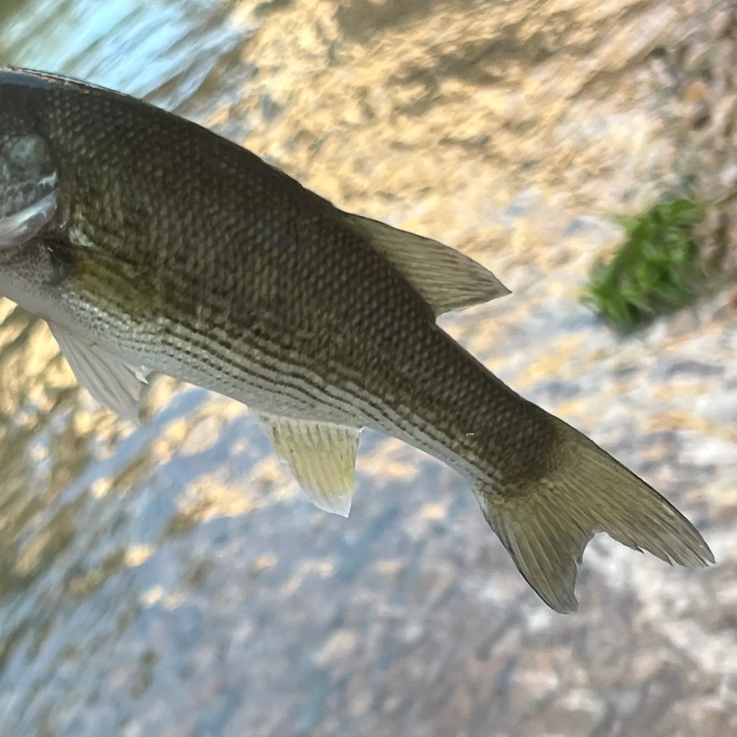 The most recent Guadalupe bass catches on Fishbrain