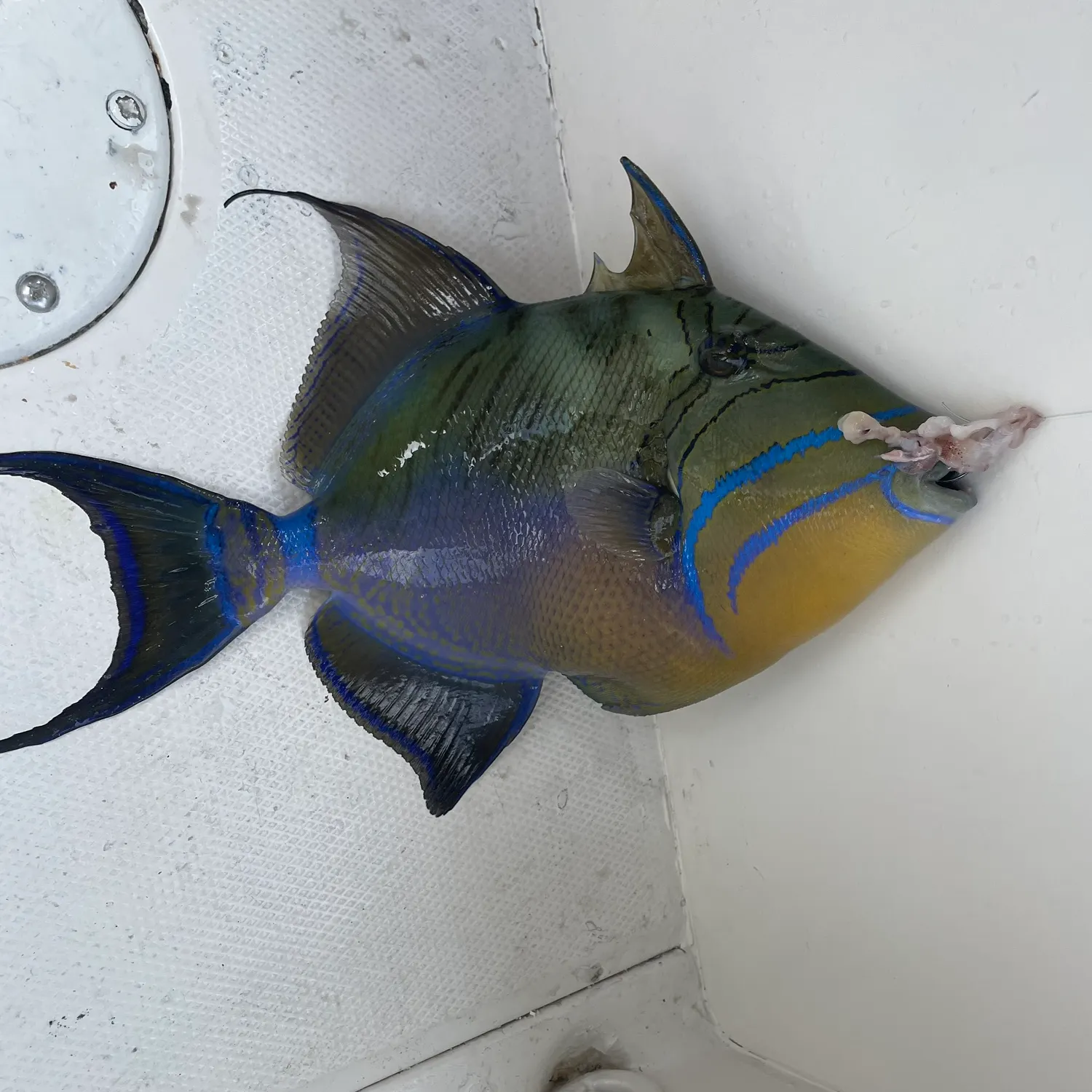The most recent Grey triggerfish catches on Fishbrain