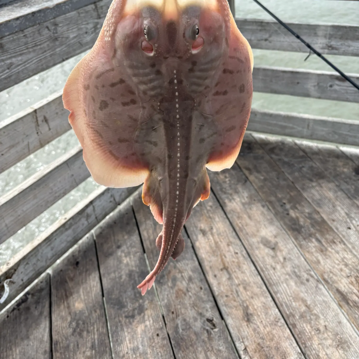 Clearnose skate caught on Fishbrain