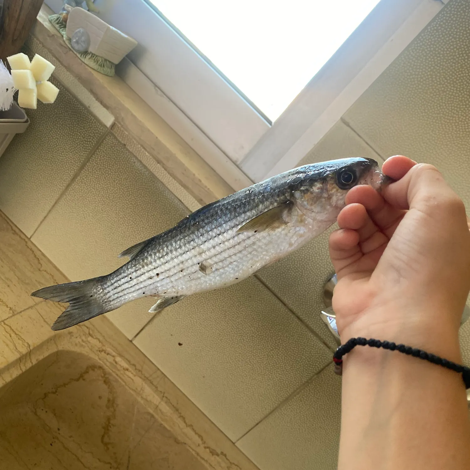 Striped mullet caught on Fishbrain