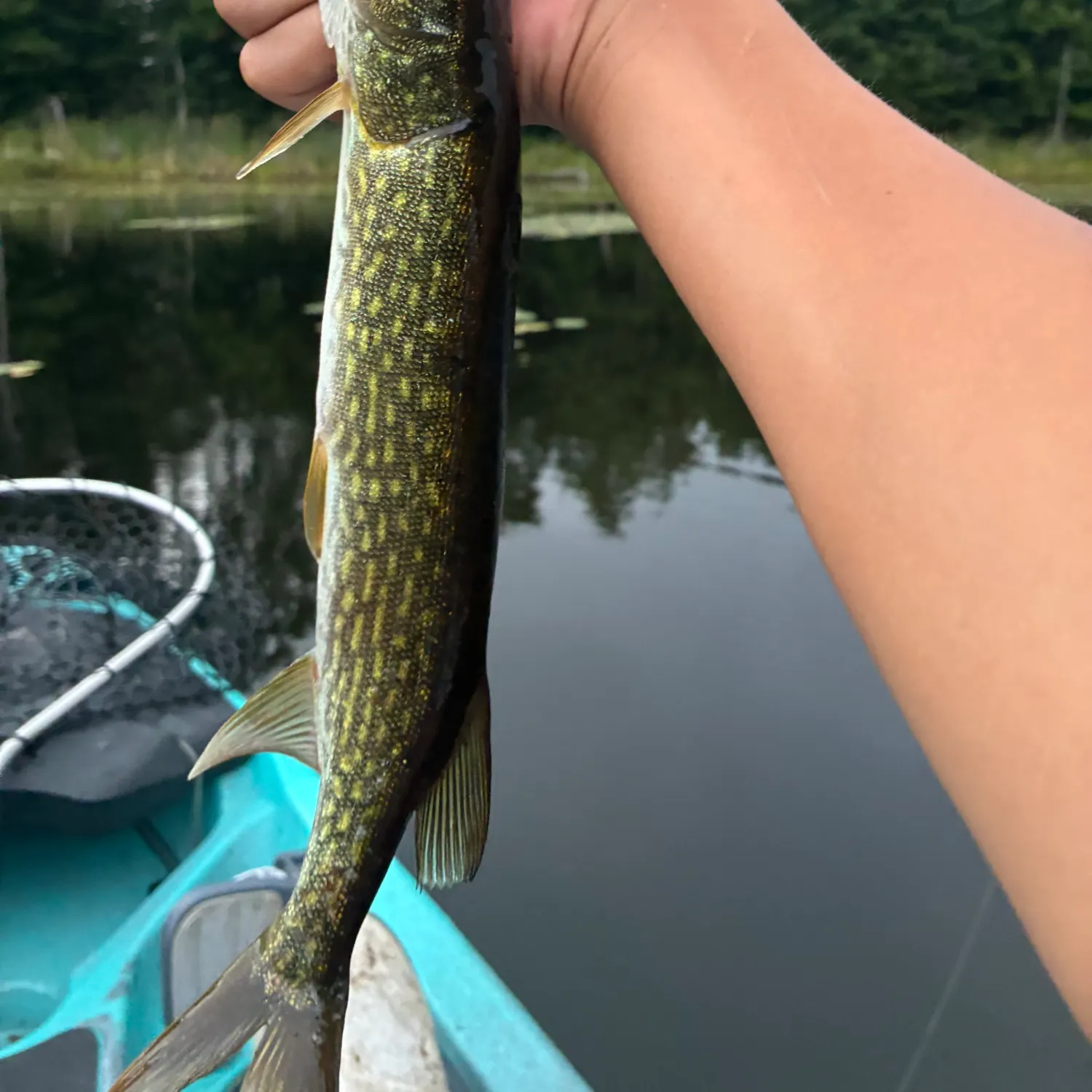 Chain pickerel caught on Fishbrain