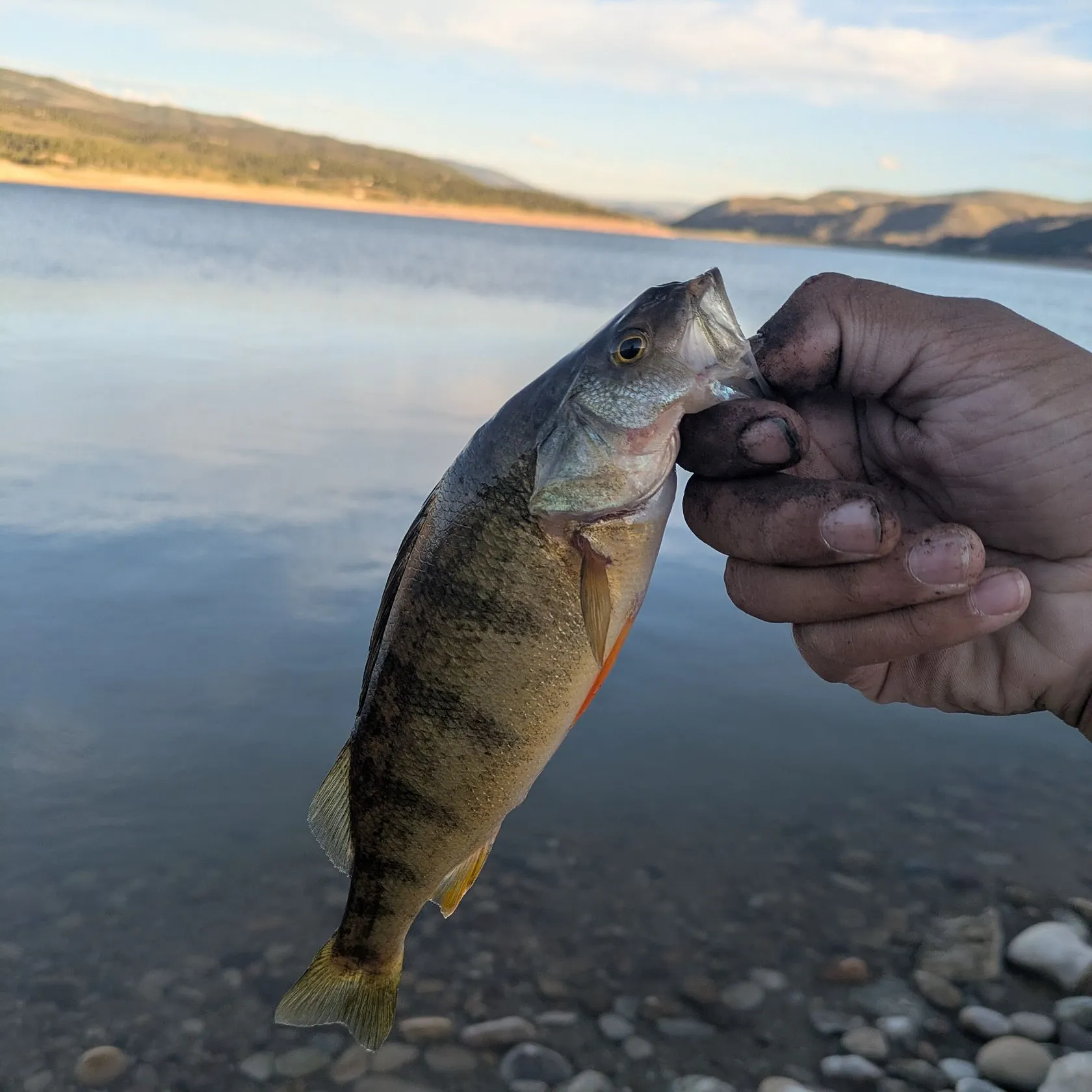 Yellow perch caught on Fishbrain