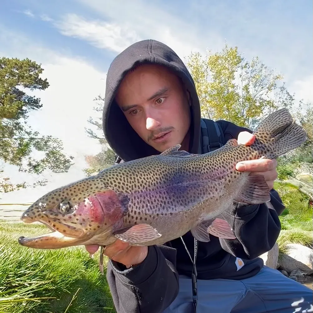 Rainbow trout caught on Fishbrain