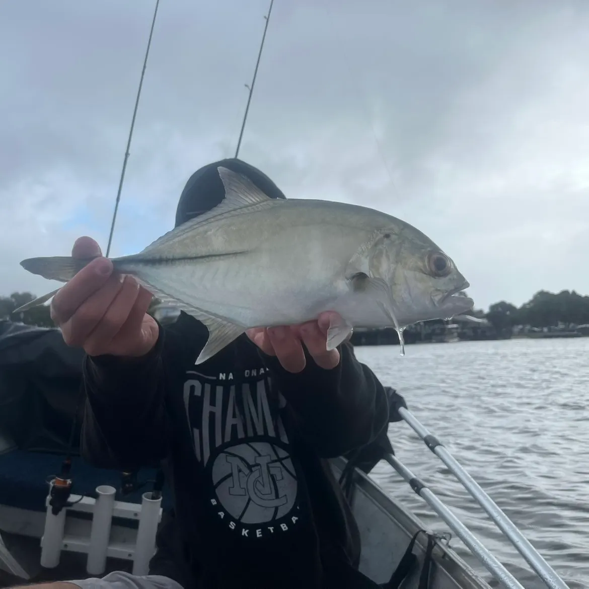 The most recent Bigeye trevally catches on Fishbrain