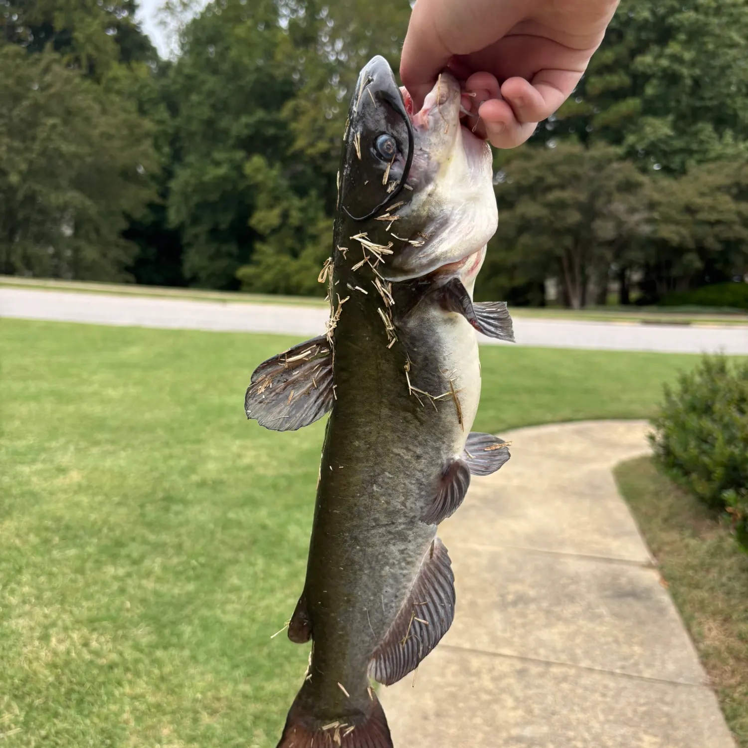Channel catfish caught on Fishbrain