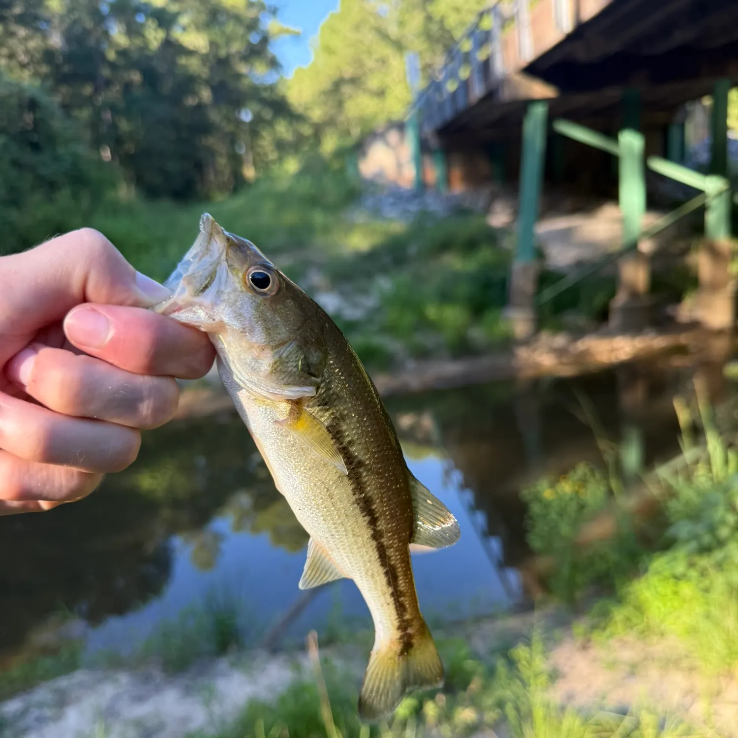 Spotted bass caught on Fishbrain