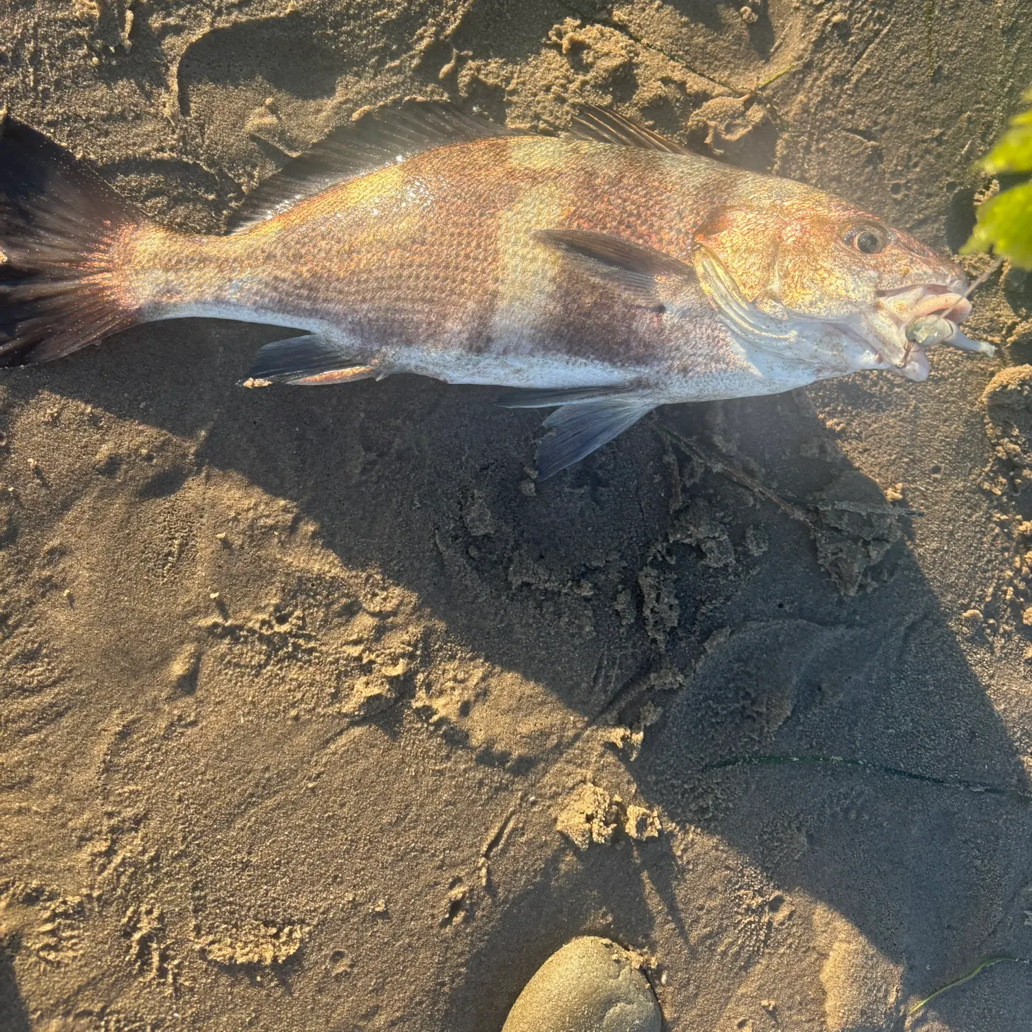 The most recent Black croaker catches on Fishbrain