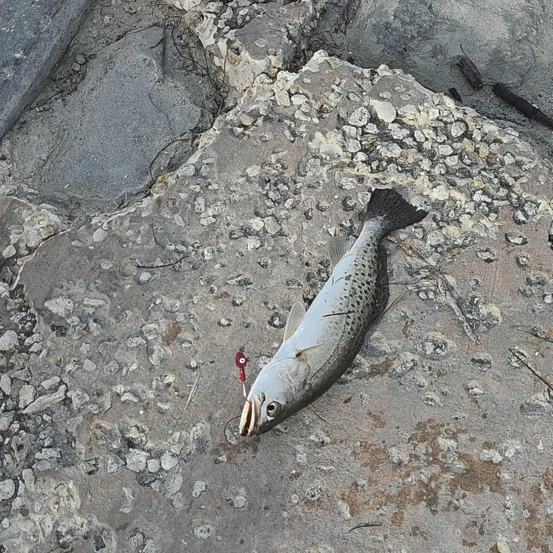 Spotted seatrout caught on Fishbrain