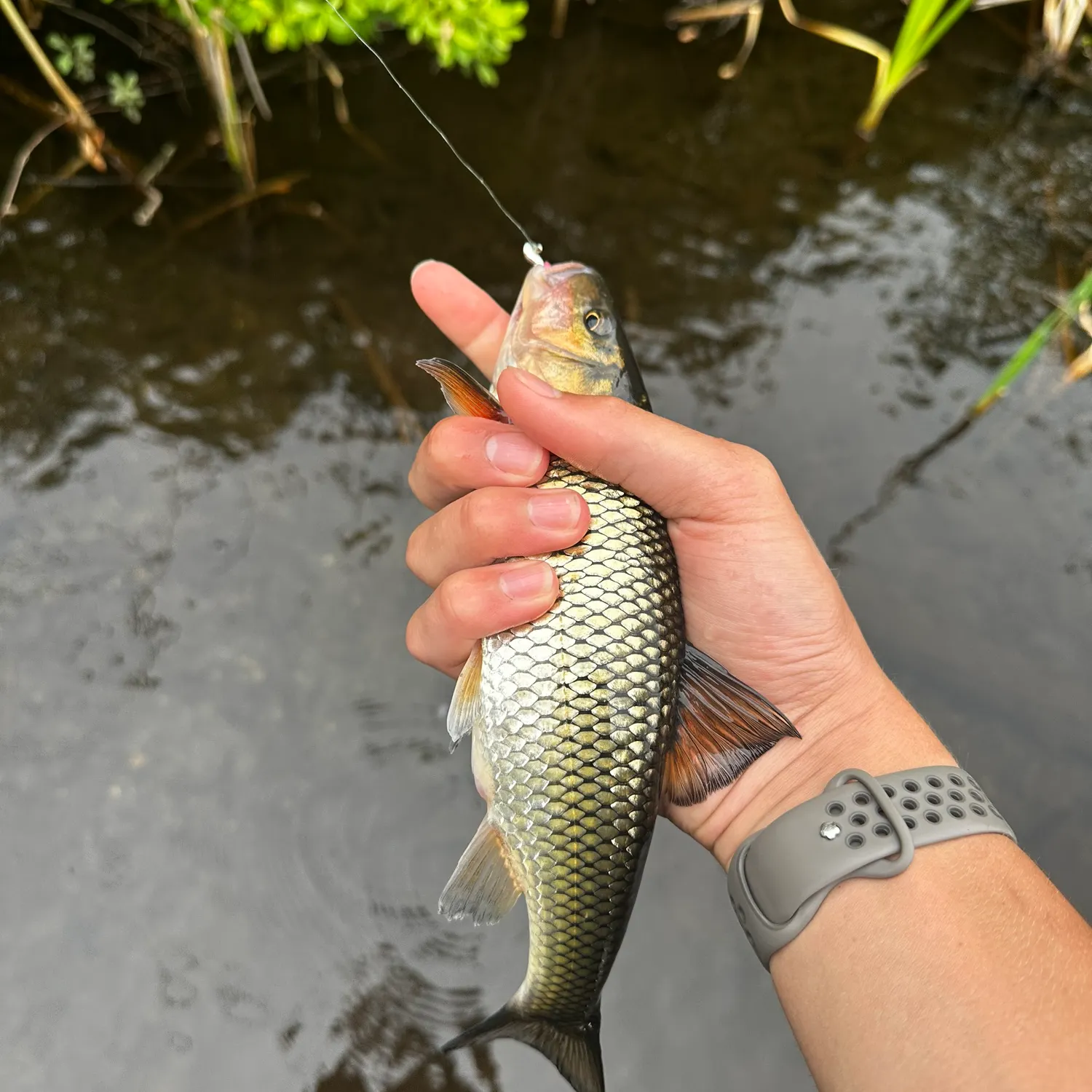 catch