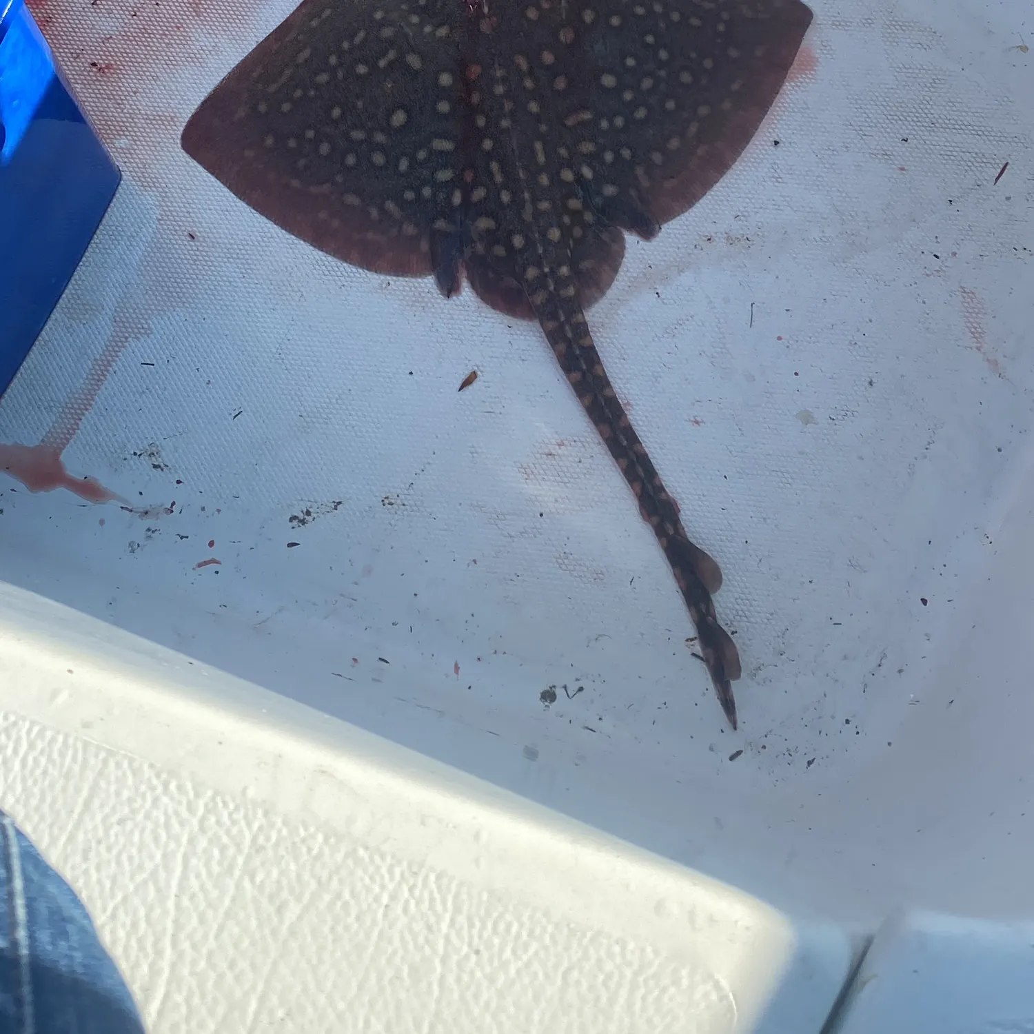 The most recent Thornback ray catches on Fishbrain